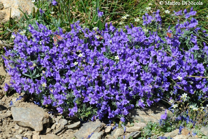 un po'' di flora dal Gavia